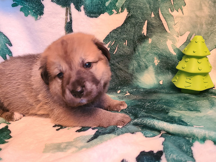 chinook puppy